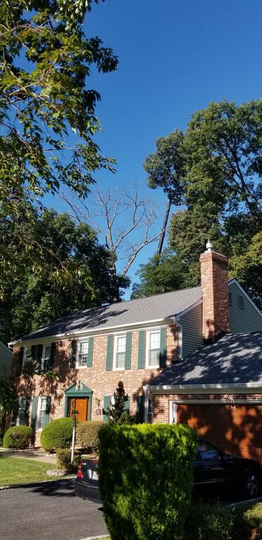 Common Area Tree Photo