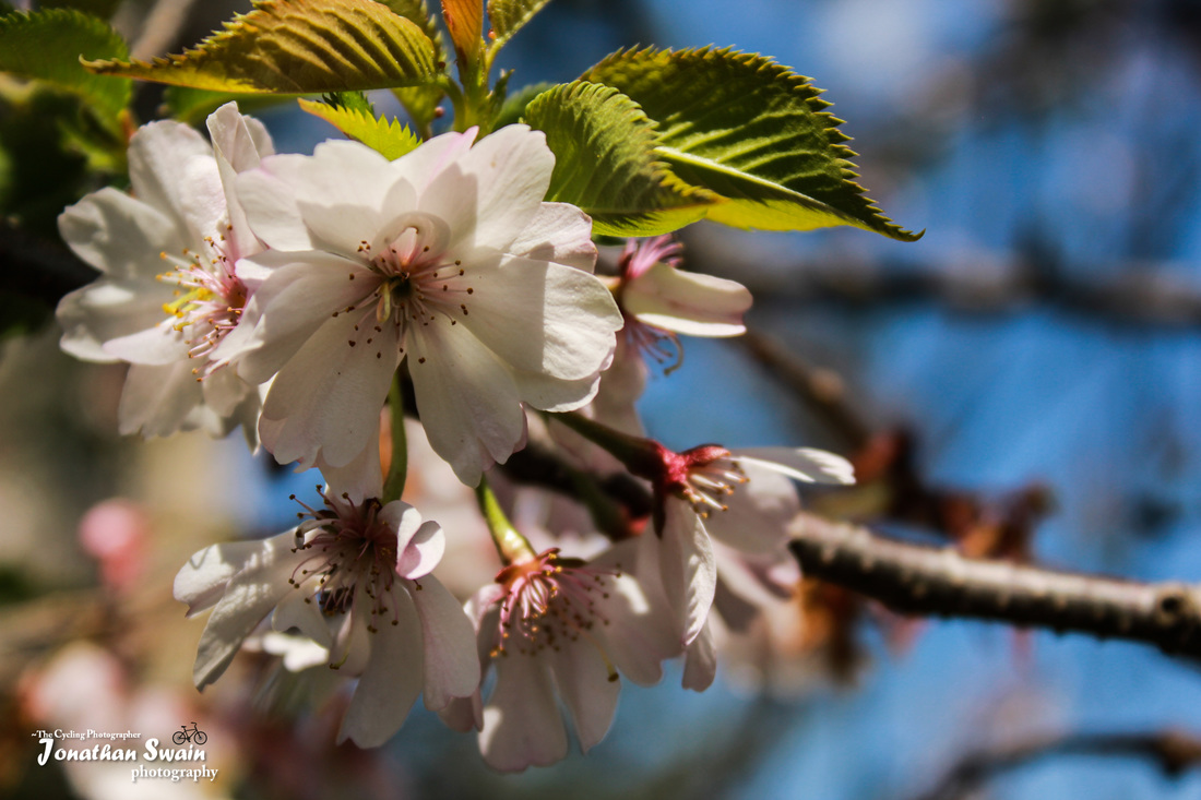 Photo of flowers